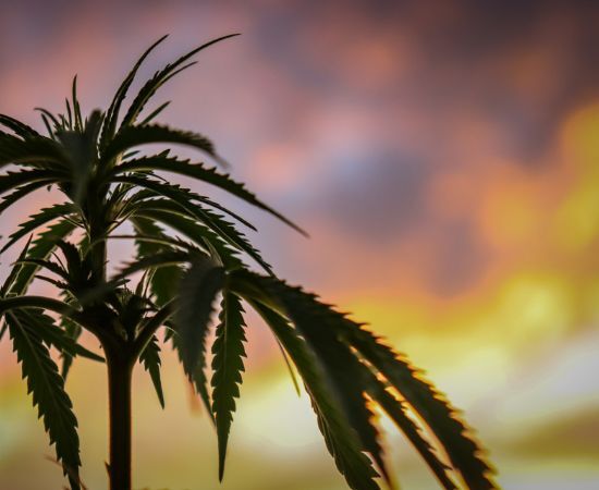 cultivo de guerrilla como metodo para ocultar marihuana en exterior
